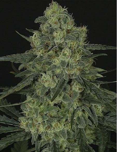 RIPPER SEEDS - Criminal + - 2