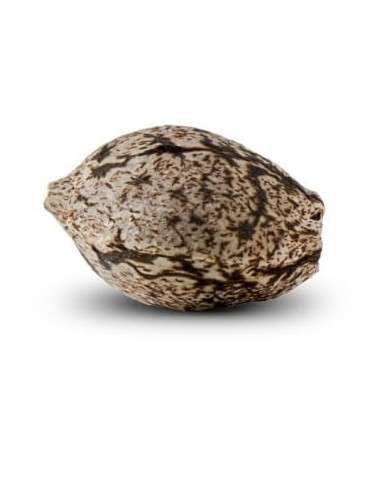 RIPPER SEEDS - Criminal + - 3