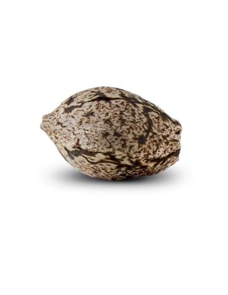 RIPPER SEEDS - Criminal + - 3