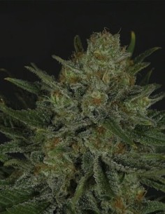 RIPPER SEEDS - Double Glock - 1 2