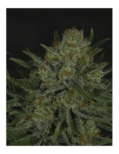 RIPPER SEEDS - Double Glock - 2