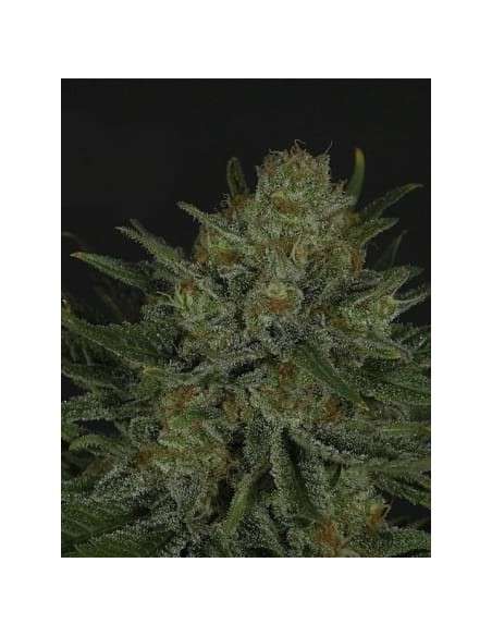 RIPPER SEEDS - Double Glock - 2