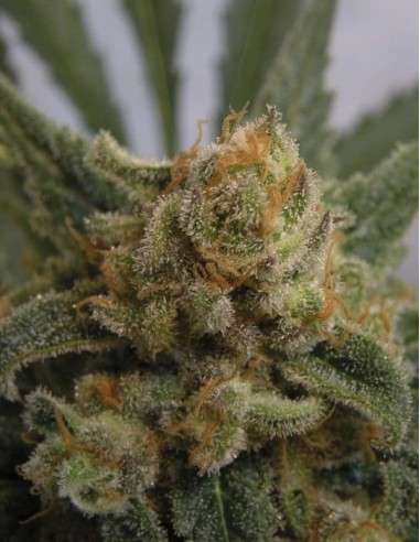 RIPPER SEEDS - Grapegum - 1
