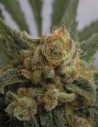 RIPPER SEEDS - Grapegum - 1