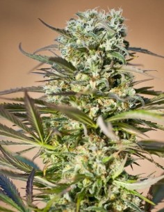 RIPPER SEEDS - Hawaiian Wave - 1