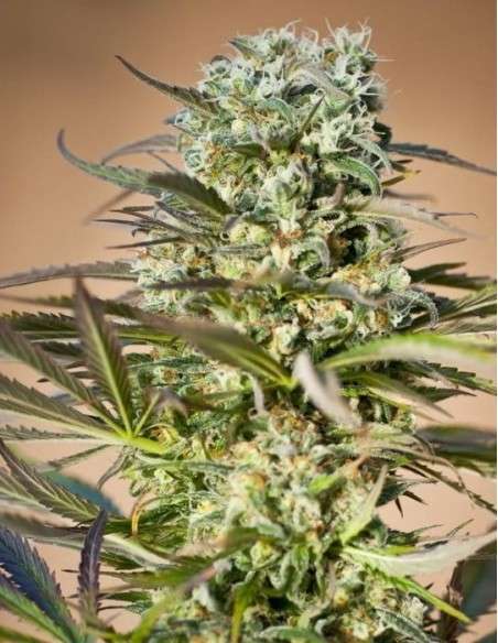 RIPPER SEEDS - Hawaiian Wave - 1