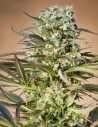 RIPPER SEEDS - Hawaiian Wave - 1