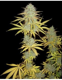 FEMALESEEDS - Grapefruit - 1 2