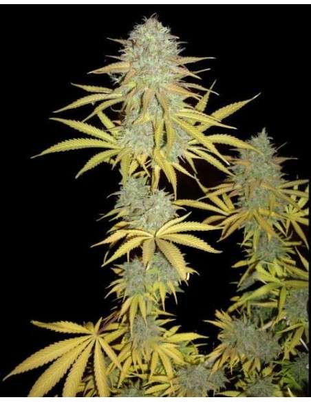 FEMALESEEDS - Grapefruit - 2