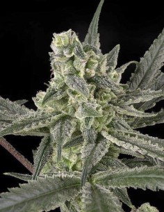 RIPPER SEEDS - Old School - 1 2