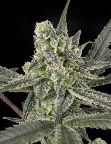 RIPPER SEEDS - Old School - 2