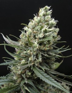 RIPPER SEEDS - Ripper Haze - 1 2