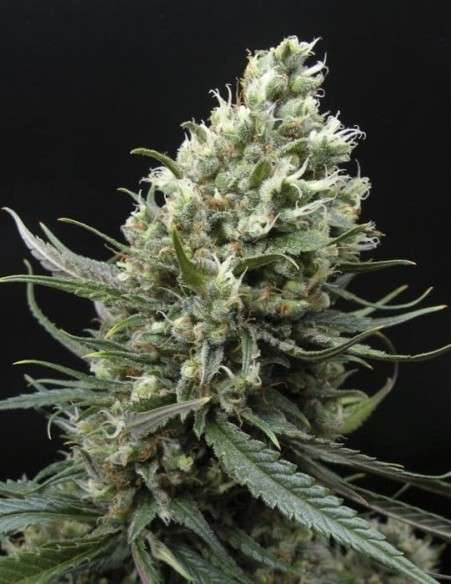 RIPPER SEEDS - Ripper Haze - 2