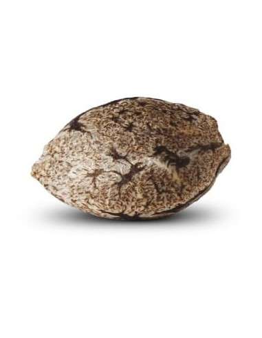 RIPPER SEEDS - Ripper Haze - 3