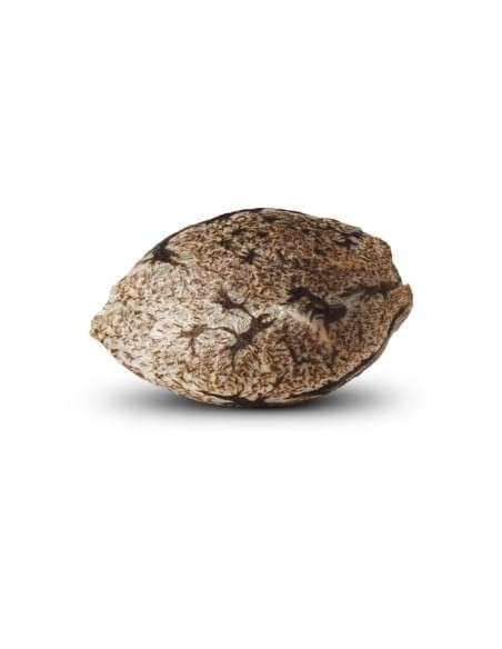 RIPPER SEEDS - Ripper Haze - 3