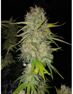 RIPPER SEEDS - Toxic - 1 2