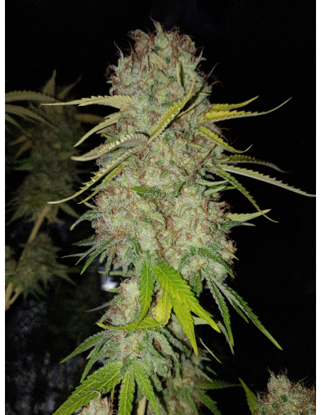 RIPPER SEEDS - Toxic - 2