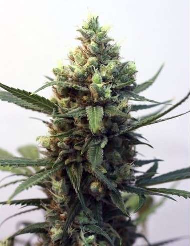 RIPPER SEEDS - Toxic - 3