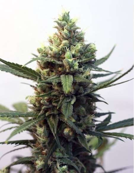 RIPPER SEEDS - Toxic - 3