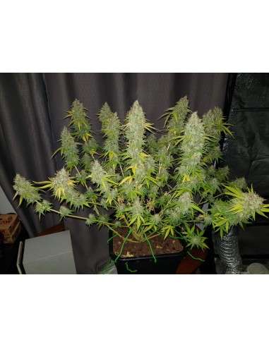 RIPPER SEEDS - Toxic - 4