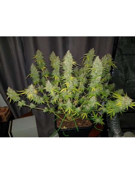 RIPPER SEEDS - Toxic - 4
