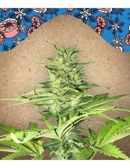 FEMALE SEEDS - ICED Grapefruit - 1
