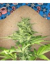 FEMALE SEEDS - ICED Grapefruit - 1