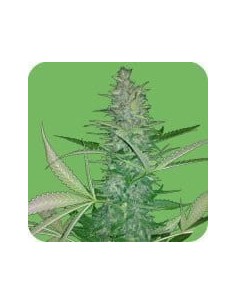 SEEDS OF LIFE - Big Low - 1