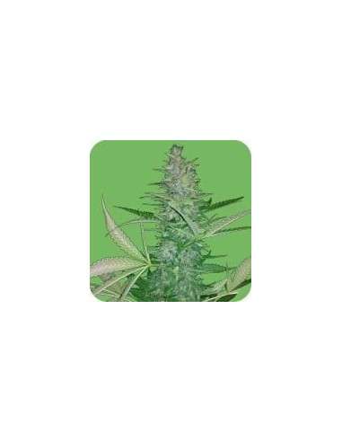 SEEDS OF LIFE - Big Low - 1