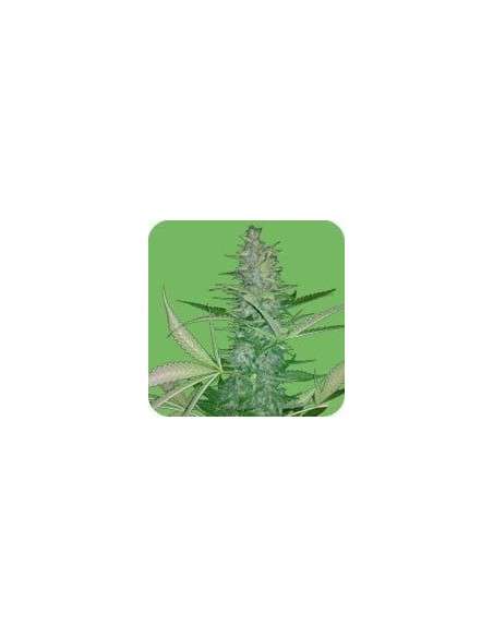 SEEDS OF LIFE - Big Low - 1