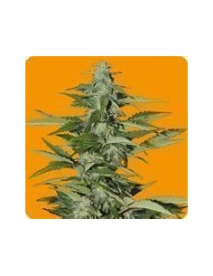 SEEDS OF LIFE - Hindiana - 1
