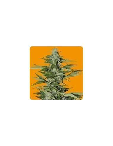 SEEDS OF LIFE - Hindiana - 1