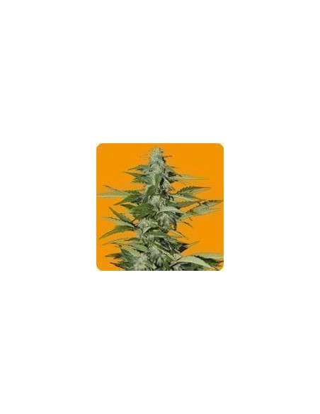 SEEDS OF LIFE - Hindiana - 1