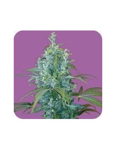 SEEDS OF LIFE - Kabala - 1
