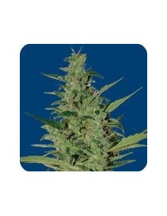 SEEDS OF LIFE - Sol Haze - 1