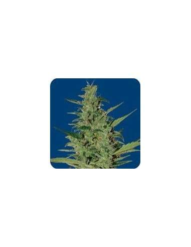 SEEDS OF LIFE - Sol Haze - 1