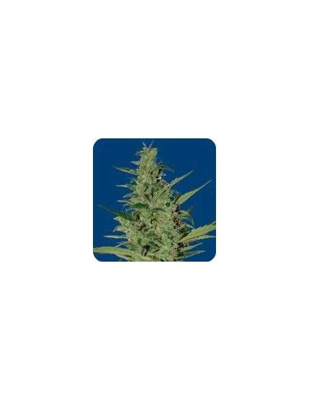 SEEDS OF LIFE - Sol Haze - 1
