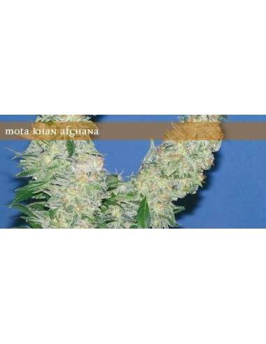 ELITE SEEDS - Mota Khan Afghana - 1