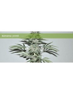 ELITE SEEDS - Banana Joint - 1