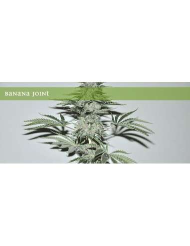 ELITE SEEDS - Banana Joint - 1