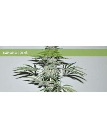 ELITE SEEDS - Banana Joint - 1