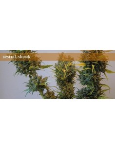 ELITE SEEDS - Bestial Skunk - 1