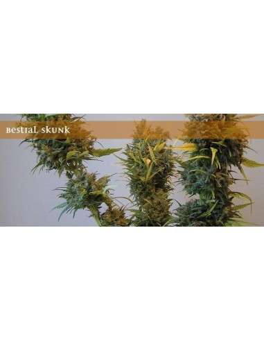 ELITE SEEDS - Bestial Skunk - 1