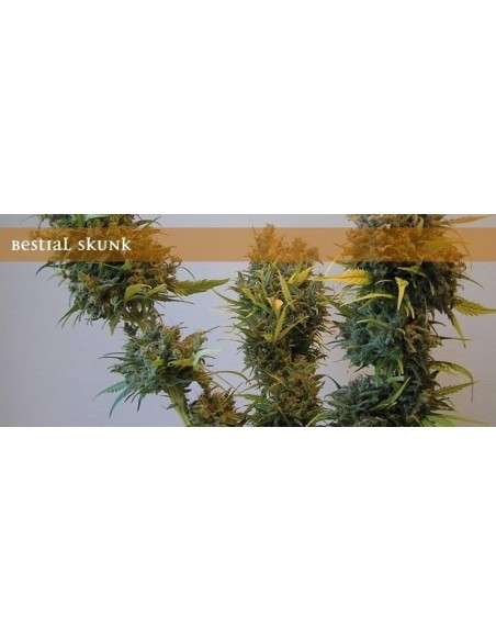 ELITE SEEDS - Bestial Skunk - 1