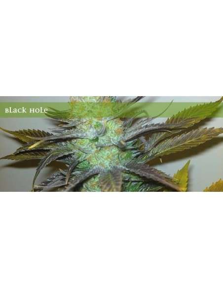 ELITE SEEDS - Black Hole - 1