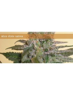 ELITE SEEDS - Blue Elite Indica - 1