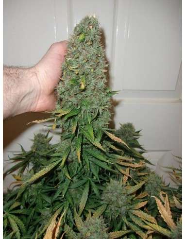DUTCH PASSION - Auto Think Different - 4