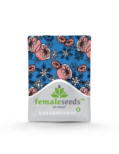 FEMALE SEEDS - ICED Grapefruit - 1 2