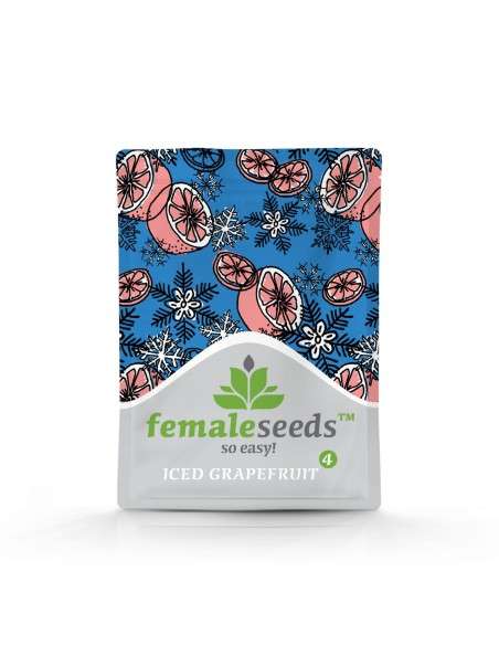 FEMALE SEEDS - ICED Grapefruit - 2