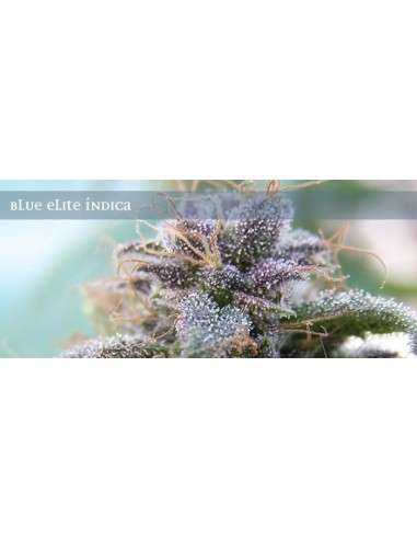 ELITE SEEDS - Blue Elite Sativa - 1